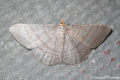 Bulonga schistacearia