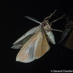 Celenna callopistes
