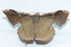 Fascellina castanea