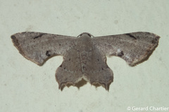 Dysaethria quadricaudata