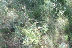 Himantoglossum caprinum