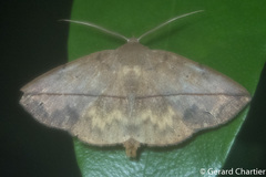 Ugia