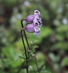 Clematis tsugetorum