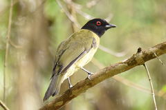 Black-Headed Berryeater photo 3
