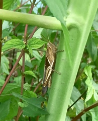 Stenocatantops splendens