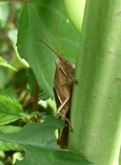 Stenocatantops splendens