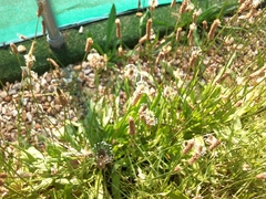 Plantago lanceolata