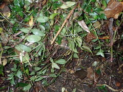 Melicytus ramiflorus ramiflorus