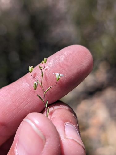 Combleaf Threadplant (Nemacladus pinnatifidus)