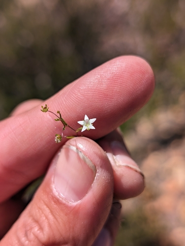 Image of Nemacladus pinnatifidus by (c) sdash, some rights reserved (CC BY)
