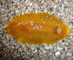 Doriopsilla fulva