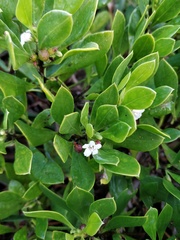 Myoporum boninense