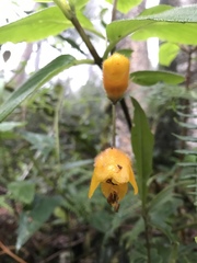 Columnea strigosa