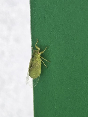 Baeturia sedlacekorum observed 2024-09-18
