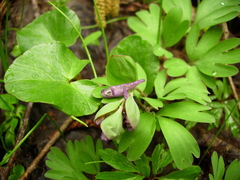 Corydalis intermedia