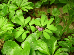 Corydalis intermedia