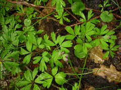 Corydalis intermedia