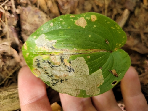 Neochirosia nuda