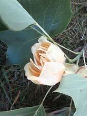Liriodendron tulipifera