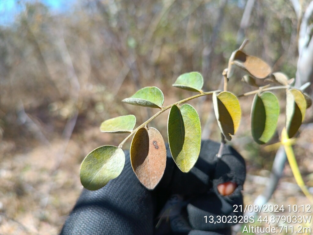 Poecilanthe subcordata