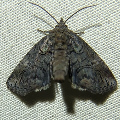 Paectes pygmaea