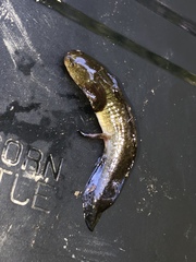 Ambystoma maculatum