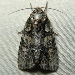 Acronicta ovata