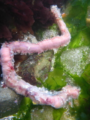 Glyceridae