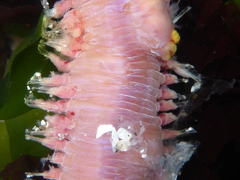 Glyceridae