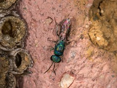 Chrysis gracillima