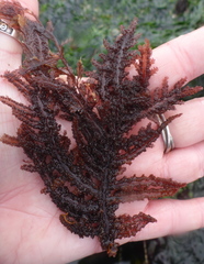 Neoptilota densa