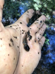 Lithobates sylvaticus