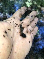 Lithobates sylvaticus