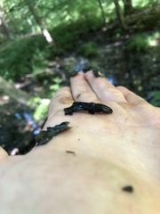 Ambystoma maculatum