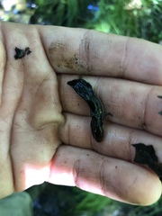 Ambystoma maculatum