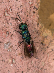 Chrysis gracillima