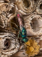 Chrysis gracillima