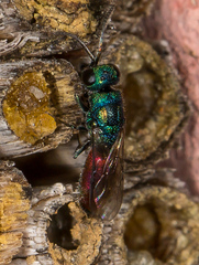 Chrysis gracillima