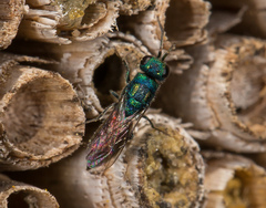 Chrysis gracillima
