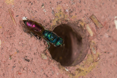 Chrysis gracillima