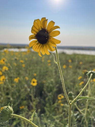 Image of Helianthus paradoxus by (c) Martin Purdy, some rights reserved (CC BY)