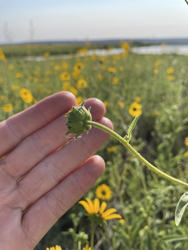 Image of Helianthus paradoxus by (c) Martin Purdy, some rights reserved (CC BY)