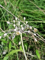 Allium flavum tauricum