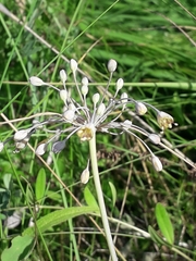 Allium flavum tauricum