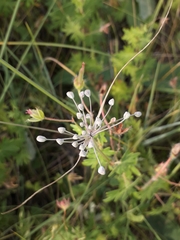 Allium flavum tauricum