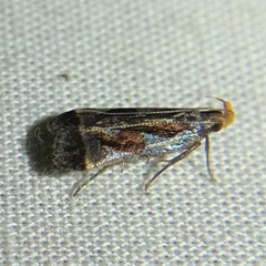 Dichomeris ochripalpella