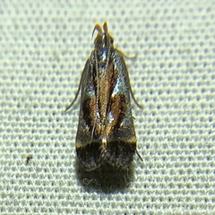Dichomeris ochripalpella