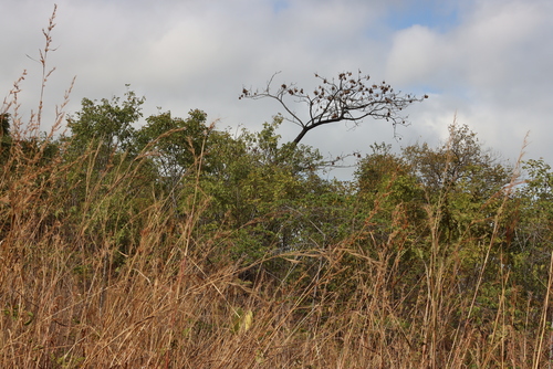 Image of Pterocarpus angolensis by (c) Tony Rebelo, some rights reserved (CC BY-SA)