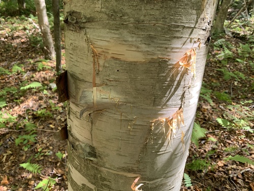 Image of Betula cordifolia by (c) naturalist charlie, some rights reserved (CC BY)