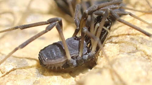 Ischyropsalis robusta